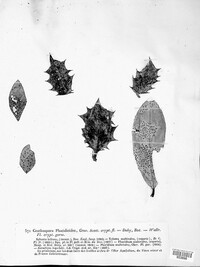Phacidium lauri image